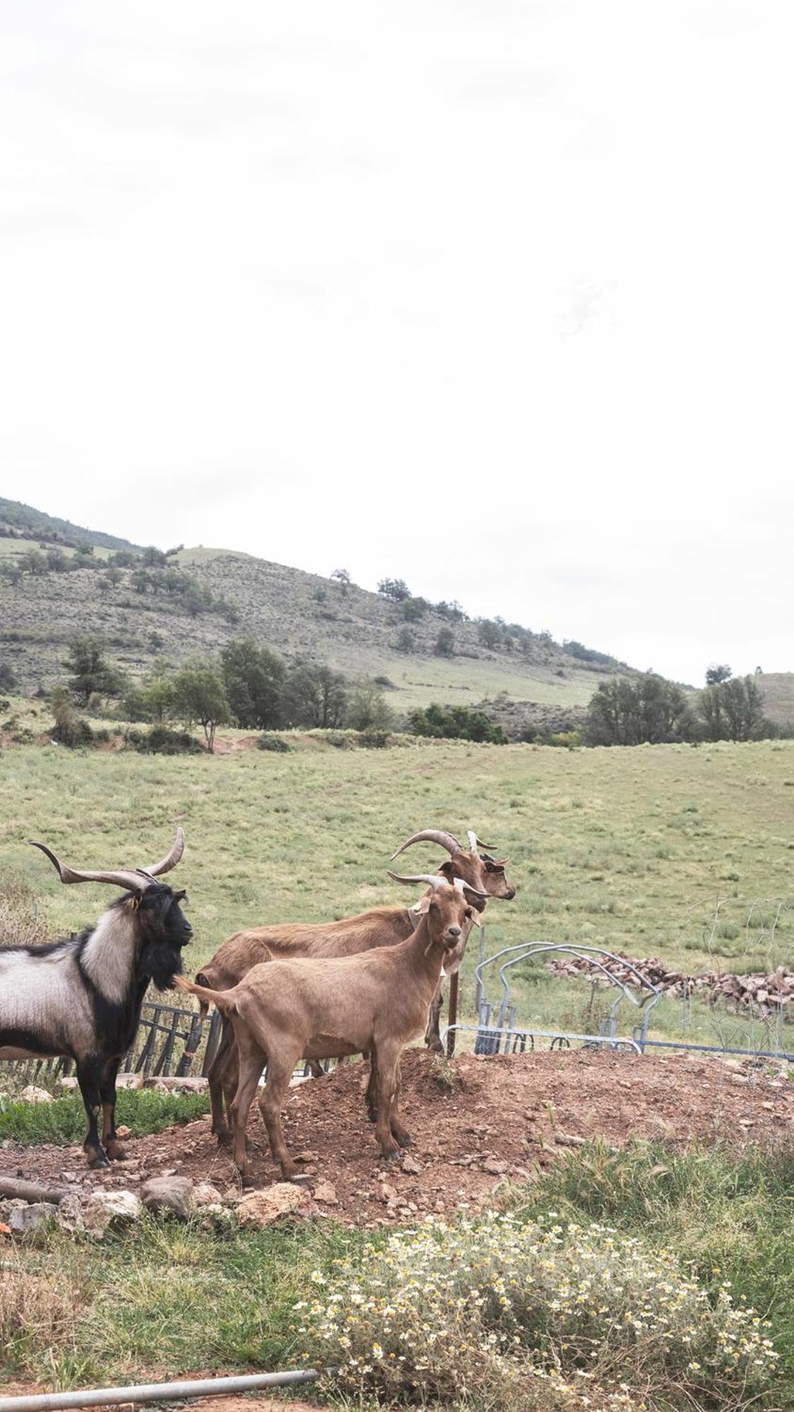 Apartamentos Turisticos Real Valle Ezcaray Zorraquín Eksteriør bilde